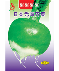 日本光頭芥菜