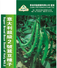 意大利超級2號蠶豆種子