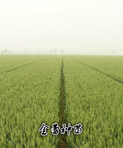 百農(nóng)160