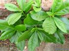 人參菜蔬菜種子批發(fā)銷售