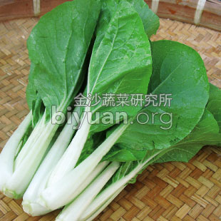 金沙赤葉小白菜