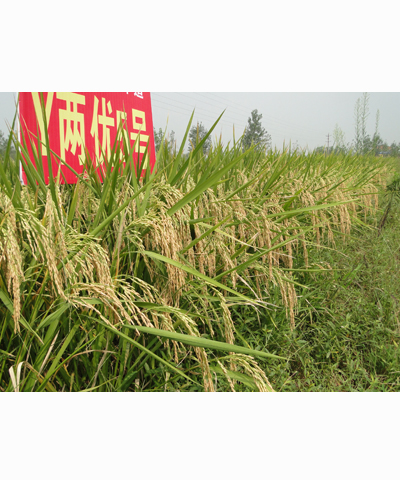 Y兩優(yōu)5號(hào)