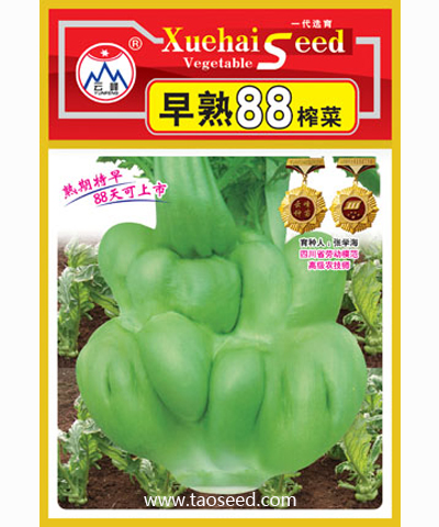 早熟88天榨菜