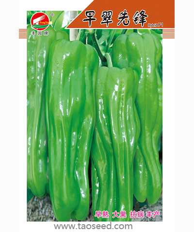 早翠先鋒