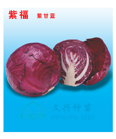 紫福 紫甘藍種子【薦】