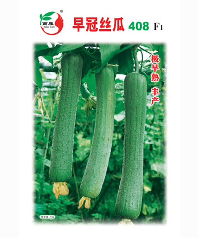 早冠絲瓜408