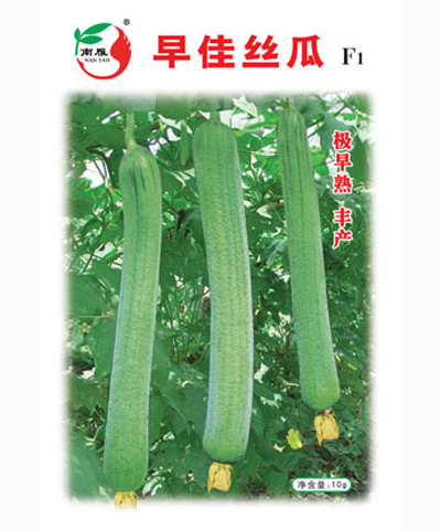 早佳絲瓜
