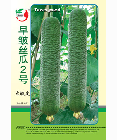 早皺絲瓜2號(hào)