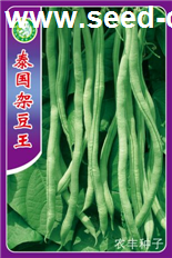 雙青12  泰國(guó)架豆 紅花四季豆 白不老 荷蘭豆  供豆
