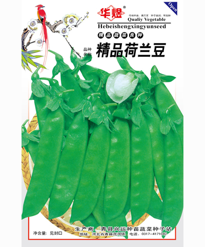 荷蘭豆--荷蘭豆