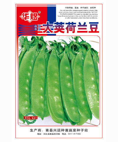 大莢荷蘭豆