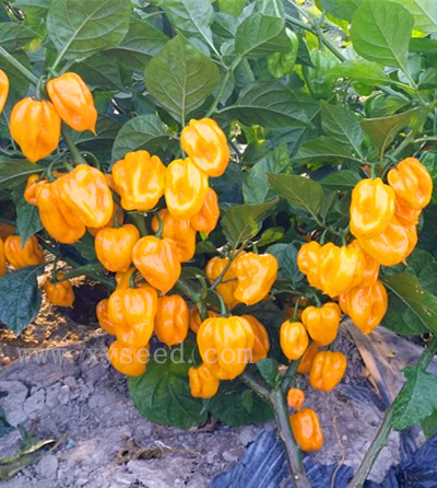 供應黃燈籠特辣辣椒種子-湘研皇帝椒