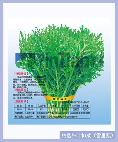精選細(xì)葉排菜（雪里蕻）