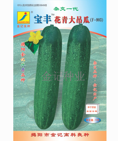 黃瓜種子：寶豐花青大吊瓜種子F-903