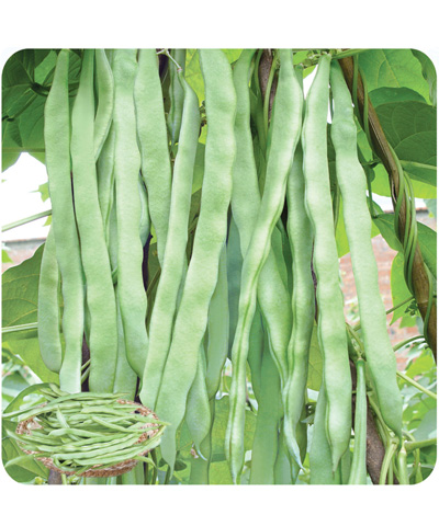 翠玉2號(hào)