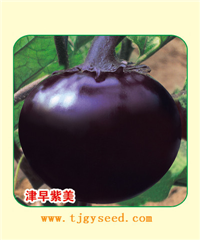 津早紫美