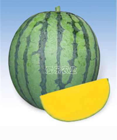 珍金-黃肉小型無籽西瓜