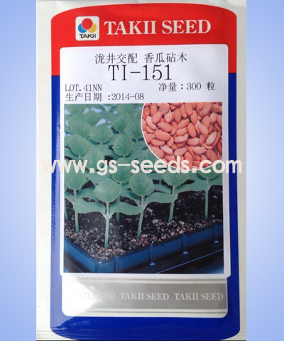 瀧井交配香瓜砧木TI-151