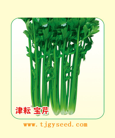津耘寶芹