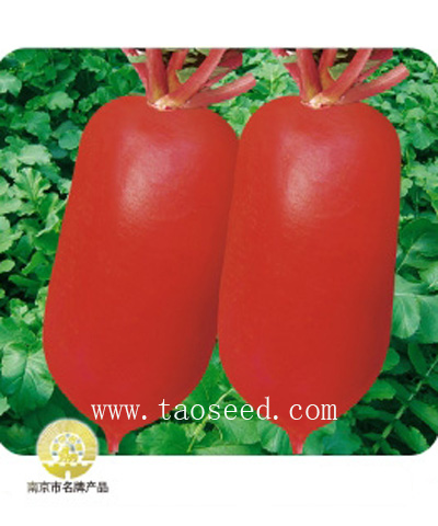 夏紅1號