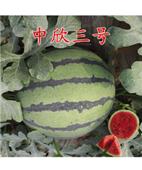 中欣三號(hào)西瓜