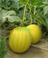 黃金-紅肉小型無籽西瓜