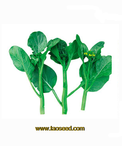 翠綠60天菜心