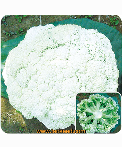 青梗綠花椰菜