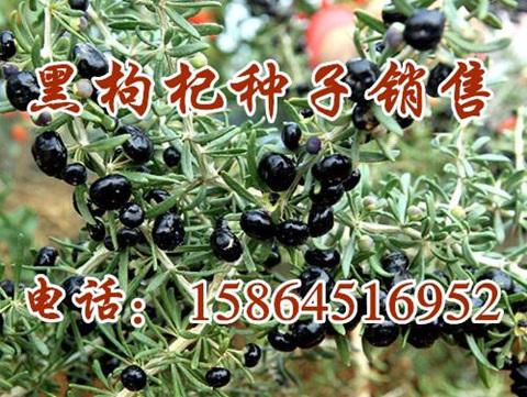  黑枸杞種子