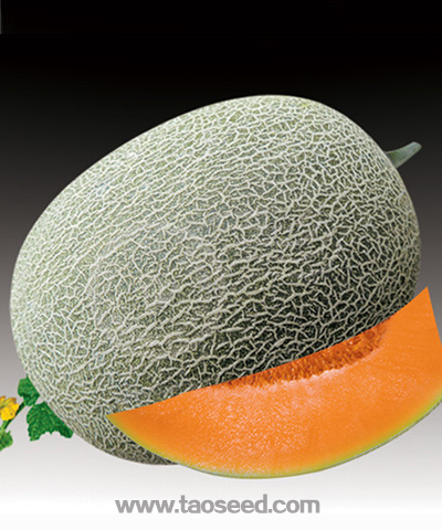 農(nóng)人蜜冠(25號(hào))