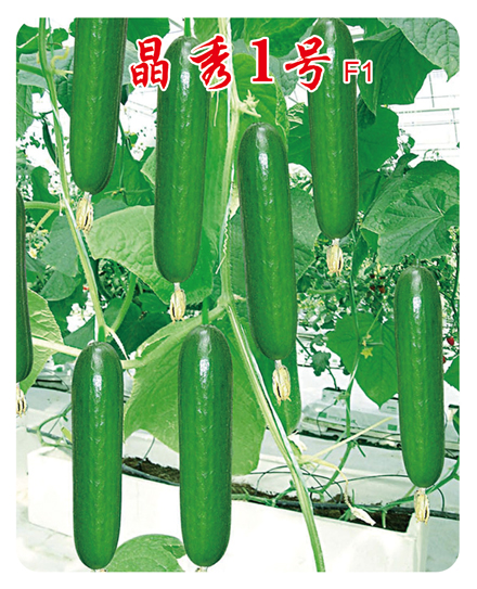 晶秀1號(hào)水果黃瓜