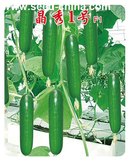 晶秀1號(hào)歐式水果黃瓜高抗白粉病
