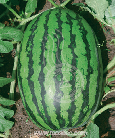 農(nóng)抗冠龍王