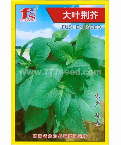 大葉荊芥