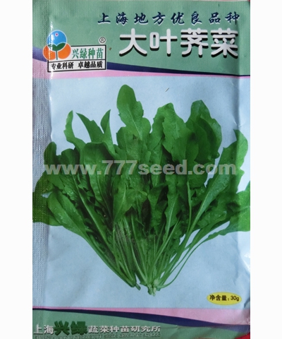 大葉薺菜