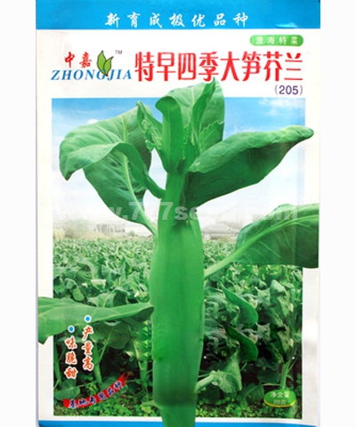 特早四季大筍芥蘭