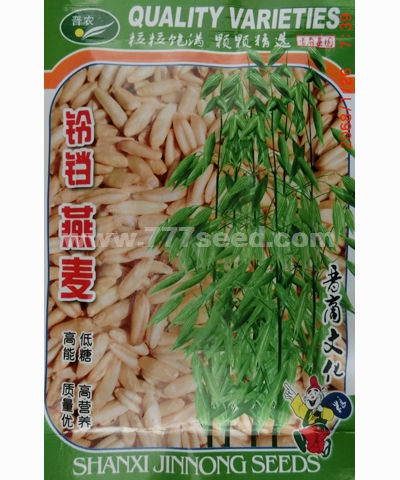 鈴鐺燕麥