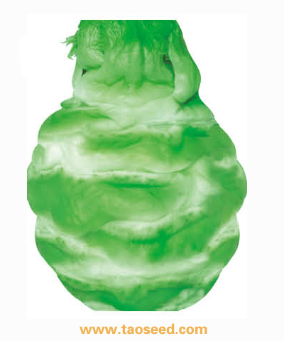 青脆罐兒菜