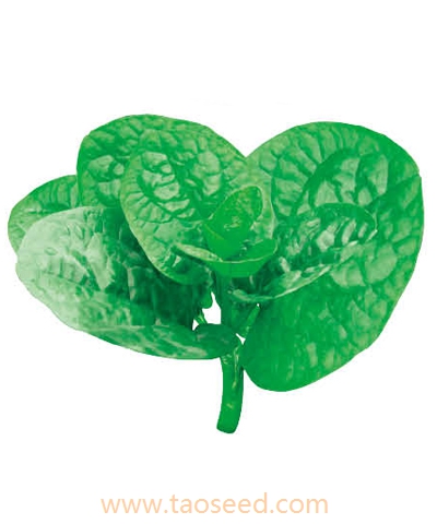 大葉木耳菜