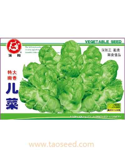 特大嫩香兒菜