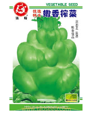 優(yōu)選特大嫩香榨菜