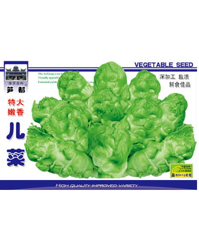 特大嫩香兒菜