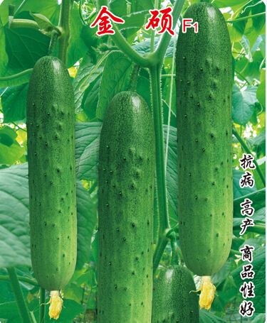 金碩