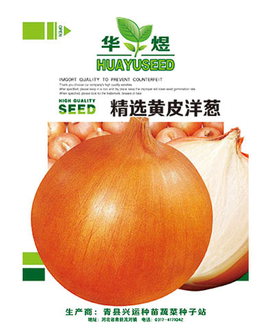 精選黃皮洋蔥