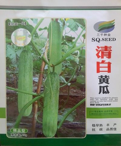 清白黃瓜