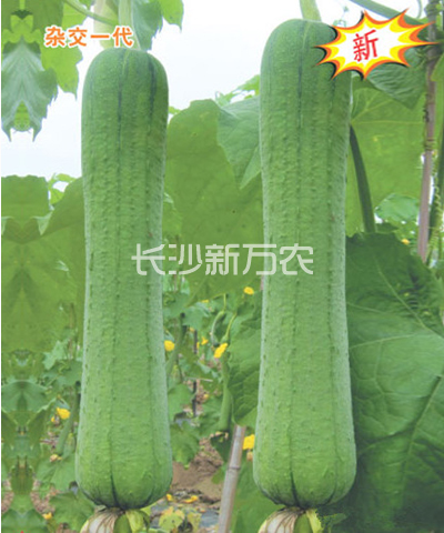改良早雜8號(hào)