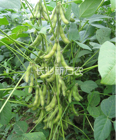 豐收一號(hào)大豆