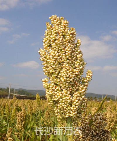 萬農(nóng)兩糯1號（品種鑒定編號：國鑒200513）