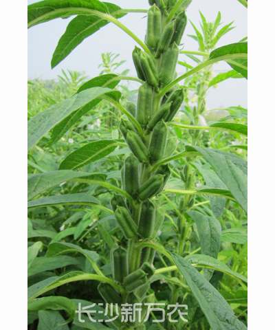 萬農(nóng)黑芝麻一號