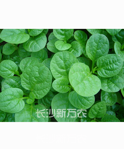 大葉木耳菜